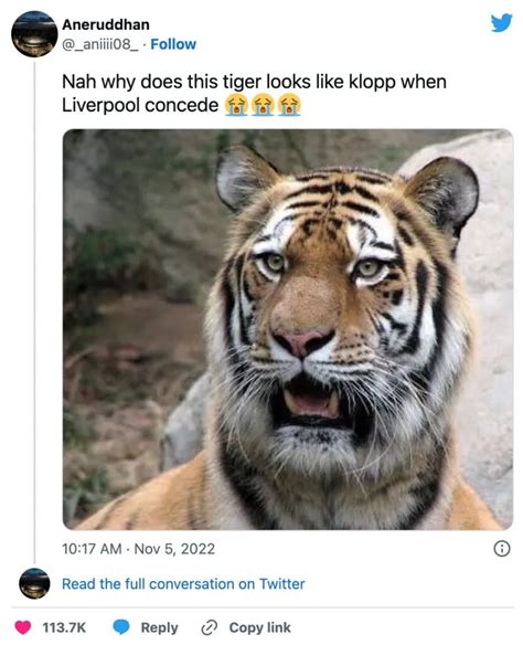 Twitter Convinced This Tiger Fully Looks Like Jurgen Klopp When