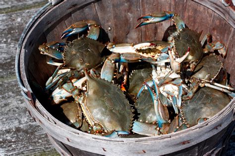 Crabs Crabs Crabs Where To Feast On Chesapeake Bays Finest In Dc