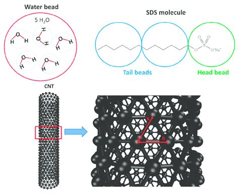 A Schematic Representation Of The Coarse Grained Model For Water Sds Download Scientific