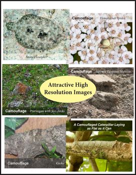 Camouflage Posters Or Science Posters By Dr Dave S Science TPT