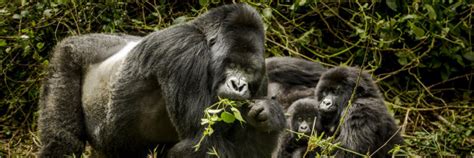 All Inclusive Rwanda Uganda Primates Wildlife Safari 10 Days