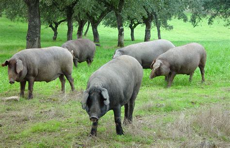 Iberijsk Vep Ov Pan Lsko V Srdci