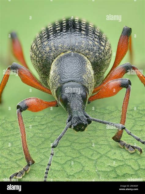 Portrait Of A Black Weevil With Orange Legs And Yellow Dust Standing