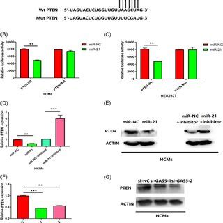 Pten Was A Target Of Mir A Schematic Of Predicted Wildtype Pten