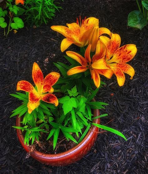 Siberian Lily Potted Photograph By Tony Ramos Fine Art America