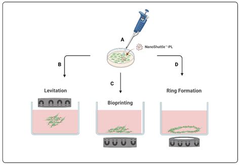 Magnetic Based Three Dimensional Cell Culture Technology Encyclopedia