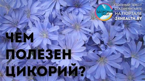 Чем полезен цикорий? - YouTube