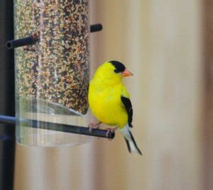 New Jersey State Bird – Eastern Goldfinch – 50States.com – 50states