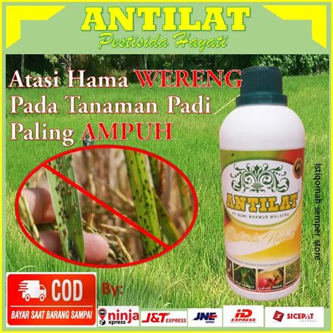 Promo Obat Hama Wereng Obat Hama Sawah Antilat Pestisida Nabati