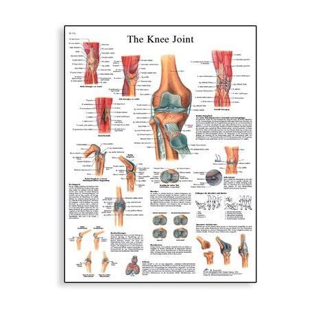 Schéma lidský kolenní kloub 50x67 cm anatomické plakáty modely