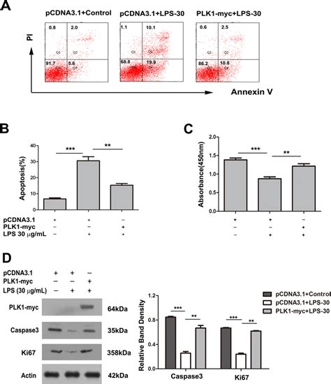 Over-expression of PLK1 partly rescues the apoptosis and proliferation ... 