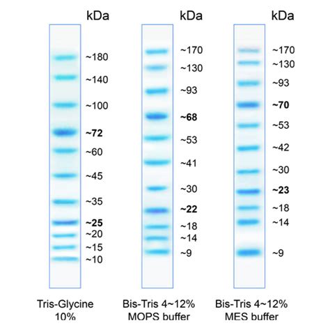 Using Unstained Protein Ladder For Western Blot Rolftheperfect