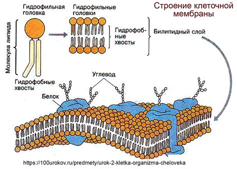 Строение клеток растений клеточная мембрана