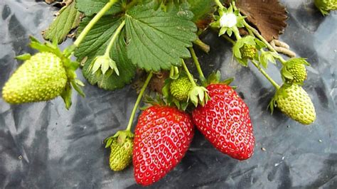 ¿sabe Como Sembrar Fresas Descubra Aquí Todo Lo Que Debe Saber