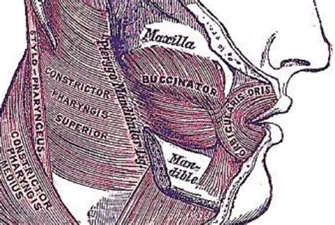 135 Surgical Resection Of Cancer Of The Buccal Mucosa Medicine