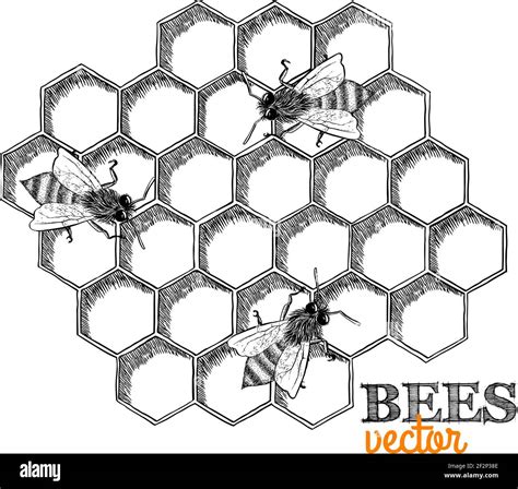 Honey Bees And Honeycomb Isolated Vector Illustration Stock Vector Image And Art Alamy