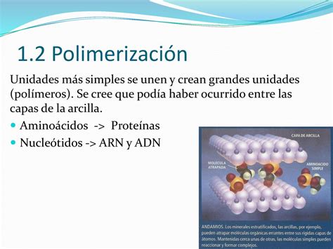 Tema 3 Vida Y Evolución Cultura Científica Ppt Descargar