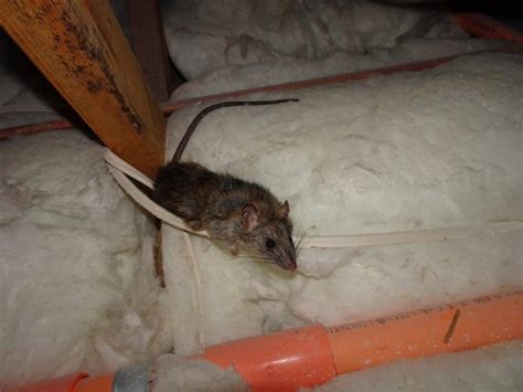 Do Rats Damage Attic Insulation