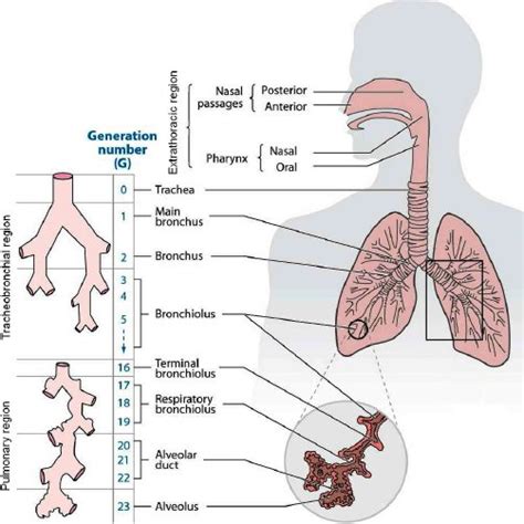 Pdf Lung Deposition Predictions Of Airborne Particles And The