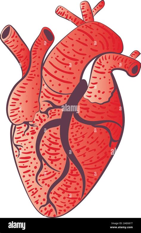 Stylized Human Heart Design Grunge Illustration Over White Stock