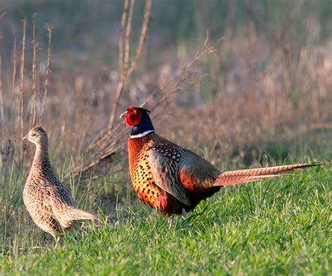 Фазан: описание, где обитает, чем питается, сколько живет
