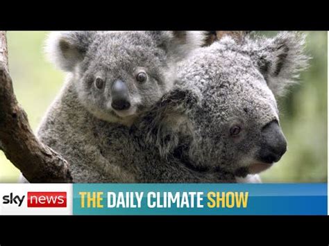 Australia Has Officially Listed Koala Bears As An Endangered Species