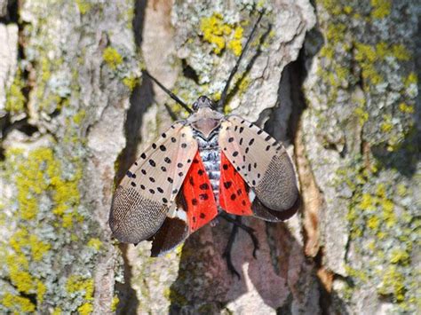 The Spotted Lanternfly A Brief History Of How This Invasive Pest