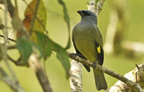 Belize Birds Part 2