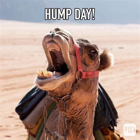 Best 13 25 Hump Day Memes to Get You Through the Week – Artofit
