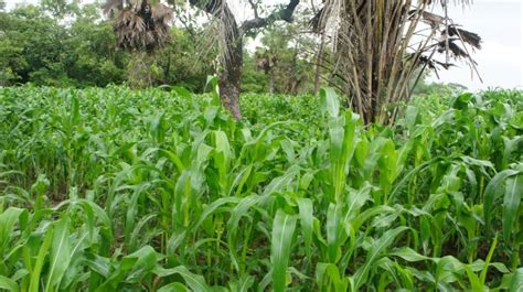 Le Gouvernement Sengage Pour Une Meilleure Productivit Agricole Pour