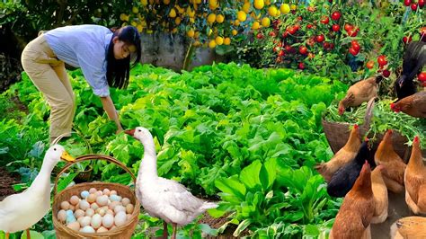 Harvest Fruits Vegetables In The Garden Chickens And Ducks Lay A Lot Of