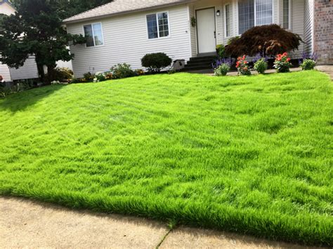 When To Fertilize New Sod The Best Fertilizer For New Sod