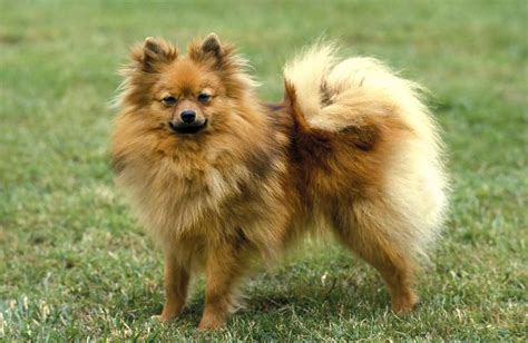 Razas De Perros Super Spitz Point Pet