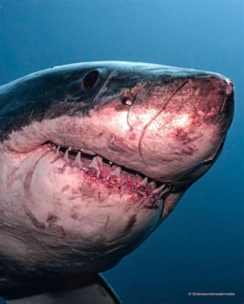 Great White Sharks Often Have Tremendous Scarring Across Their Head And