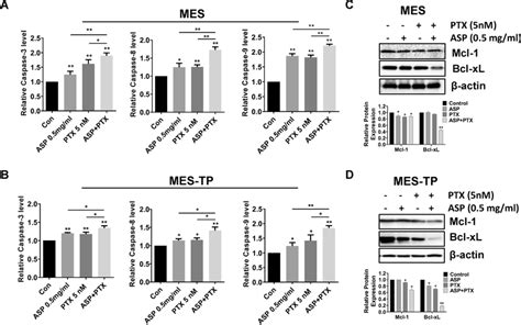 The Effect Of Asp Ptx Or The Combination On Apoptosis The Mes And