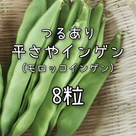 【平さやインゲンのタネ】8粒 種子 種 モロッコインゲン 野菜 いんげん｜paypayフリマ