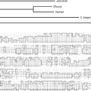 SMN protein sequence and function are conserved across species during ...