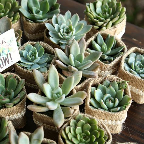 Succulent Wedding Favors Wedding Guest Favors Personalized - Etsy