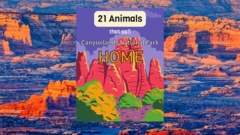 21 Animals That Call Canyonlands Home - Animals Around The Globe
