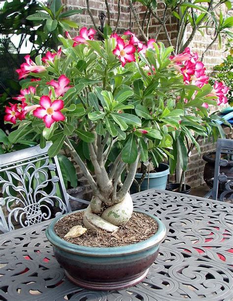 Desert Rose Adenium Obesum Plant Care Guide Artofit