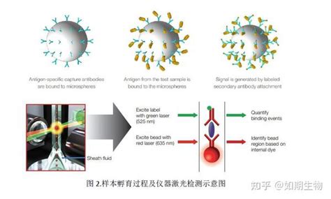 Luminex 液相芯片技术服务 知乎