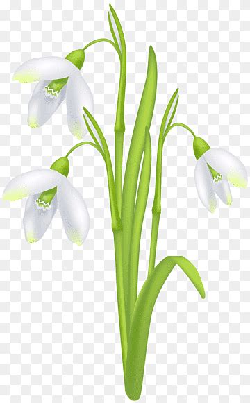 Snowdrops Png Images Pngwing