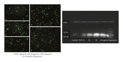 A Effect Of WK On The Viability Of MFC Cells B Western Blot And