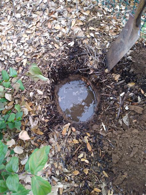 Percolation Test Hole Backbone Valley Nursery