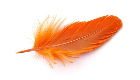 Premium Photo Beautiful Orange Bird Feather Isolated On White