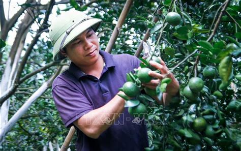 Ha Giang Boosts Sustainable Agriculture For High Quality King Oranges