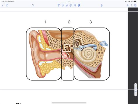 Final Exam Basic Aud Diagnostics Flashcards Quizlet