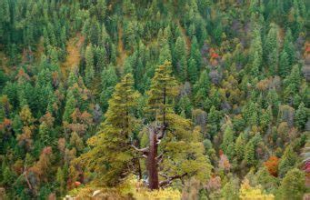 The Different Types Of Forests In Pakistan Graana