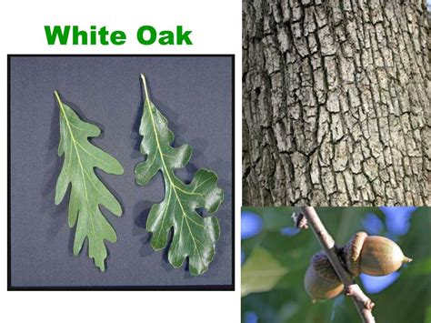 PPT - Tree Identification PowerPoint Presentation, free download - ID ...