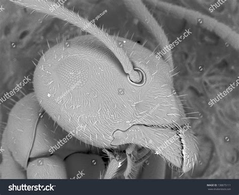 521 Microscope Ant Images Stock Photos Vectors Shutterstock